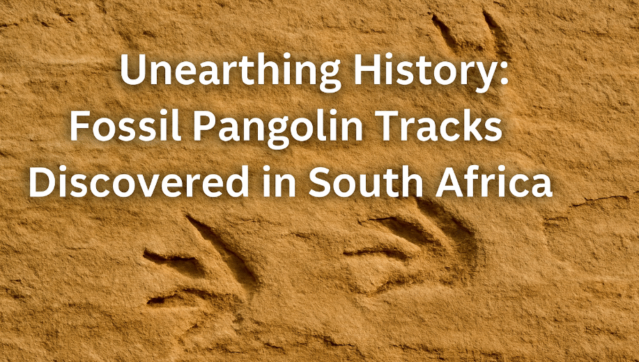 fossil pangolin tracks