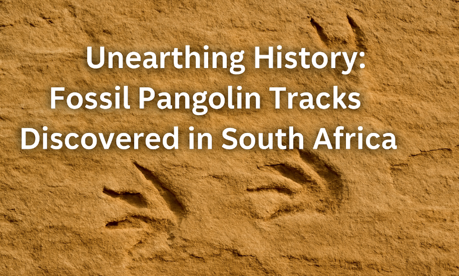 fossil pangolin tracks